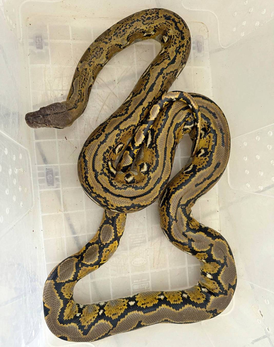 Otobüsle taşınan varilden çıkan şoke etti! Polisin gözleri fal taşı gibi açıldı 1